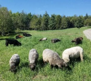Cattle and Sheep graze on Ramstead Ranch’s natural pasture